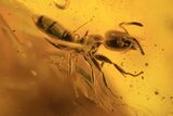 Detailed Fossil Fly & Ant In Baltic Amber #87115-1